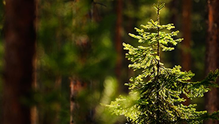 Veho Suomi on täysin hiilineutraali ensi vuonna